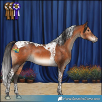 Horse Color:Bay Tobiano