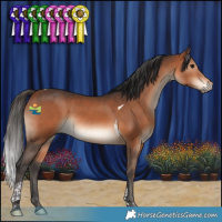 Horse Color:Bay Tobiano