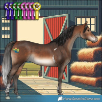 Horse Color:Bay Tobiano 