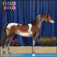 Horse Color:Bay Tobiano