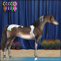 Horse Color:Bay Tobiano 
