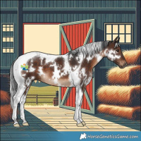 Horse Color:White Spotted Brown Tobiano 