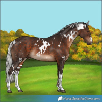 Horse Color:White Spotted Silver Brown Rabicano 