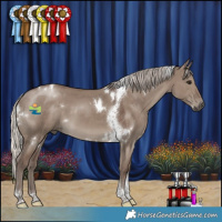 Horse Color:White Spotted Silver Grullo Tobiano