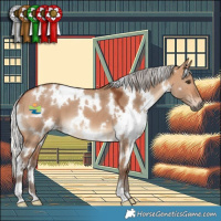 Horse Color:White Spotted Silver Bay Dun