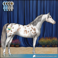 Horse Color:White Spotted Brown Dun Appaloosa Rabicano