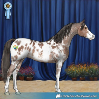 Horse Color:White Spotted Liver Chestnut Sabino Appaloosa