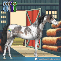 Horse Color:Brown Sabino Tobiano