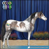 Horse Color:Brown Sabino Tobiano 
