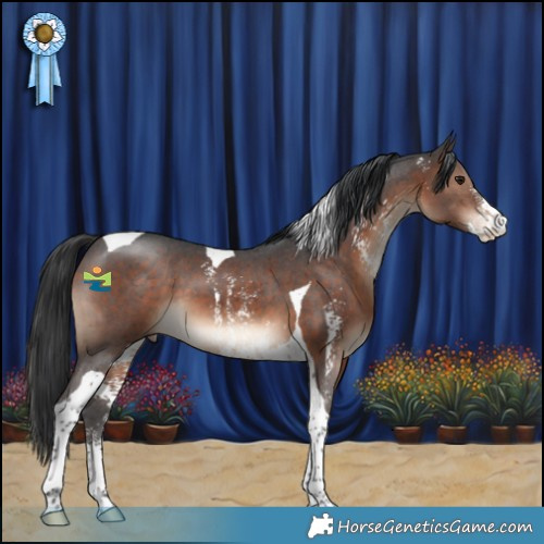 Horse Color:Brown Sabino Tobiano 