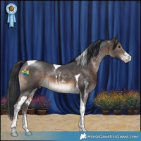 Horse Color:Brown Sabino Tobiano