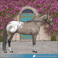 Horse Color:Liver Red Dun Appaloosa Brindle
