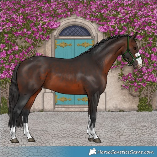 Horse Color:Brown Appaloosa 