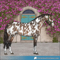Horse Color:Brown Dun Near Leopard Brindle