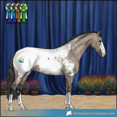 Horse Color:Brown Dun Appaloosa Brindle 