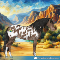 Horse Color:Liver Red Dun Appaloosa Brindle 