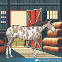 Horse Color:Liver Red Dun Appaloosa Brindle 