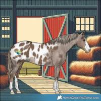 Horse Color:Liver Red Dun Appaloosa Brindle 