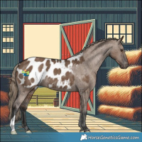 Horse Color:Liver Red Dun Appaloosa Brindle 