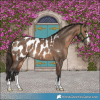 Horse Color:Bay Dun Appaloosa Brindle 