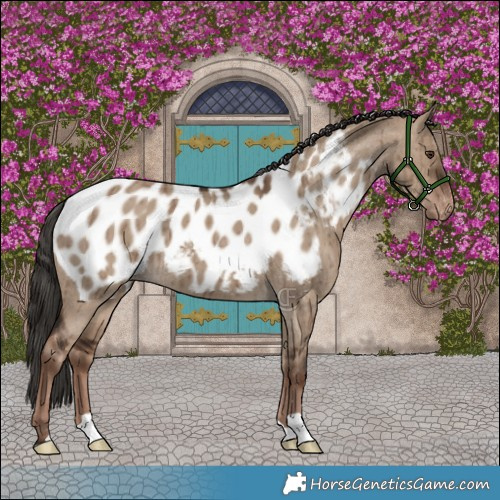 Horse Color:Liver Red Dun Appaloosa Brindle 