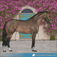 Horse Color:Bay Dun Brindle 