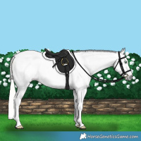 Horse Color:Gray Silver Amber Cream Champagne Roan Dun Splash Tobiano Frame Appaloosa Rabicano