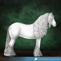 Horse Color:Black Appaloosa Rabicano 