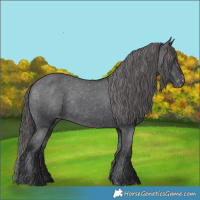 Horse Color:Black Appaloosa Rabicano 