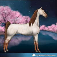 Horse Color:Red Dun Roan 