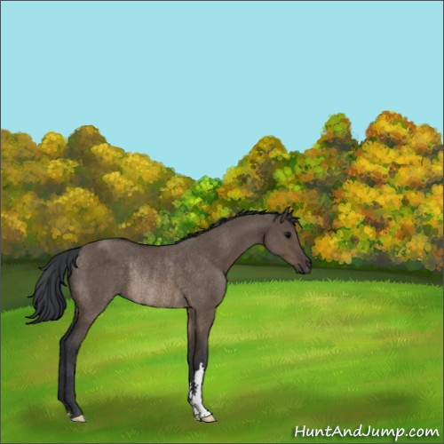 Horse Color:Brown Dun Rabicano 