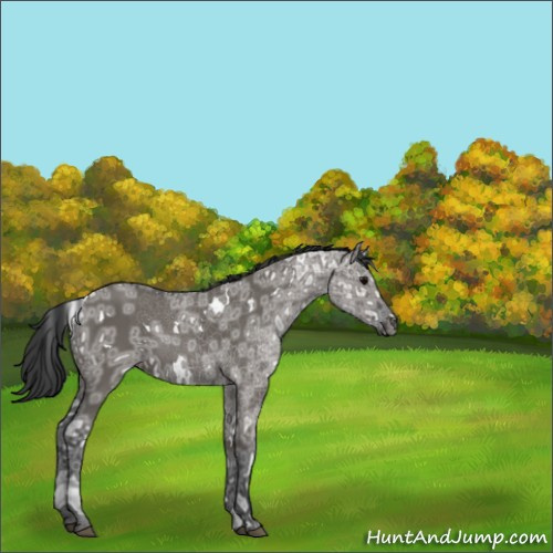 Horse Color:White Spotted Grullo Ice 