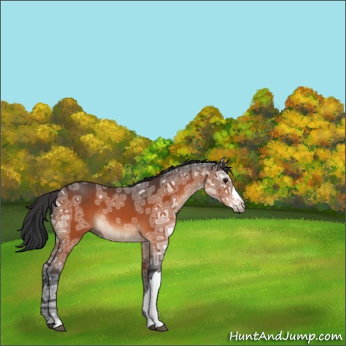 Horse Color:Bay Ice 
