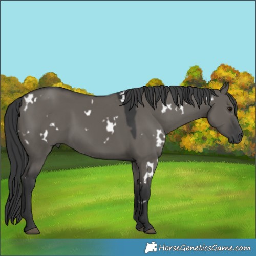 Horse Color:White Spotted Grullo 