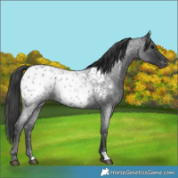 Horse Color:Blue Roan Appaloosa 