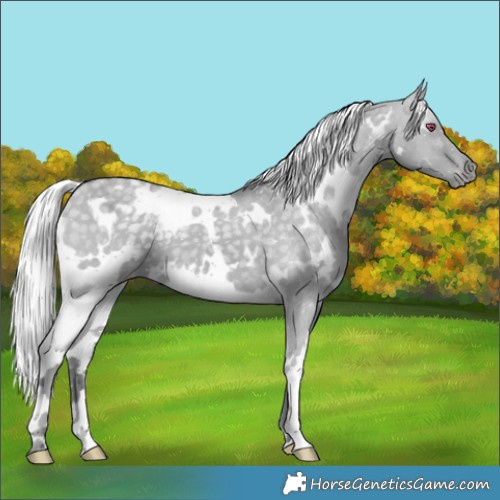 Horse Color:White Spotted Silver Grullo Chinchilla Appaloosa 