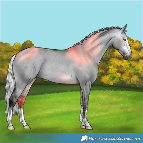 Horse Color:Gray Silver Brown Chinchilla Dun Appaloosa