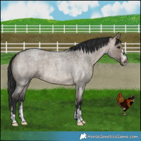 Horse Color:Brown Roan Dun 