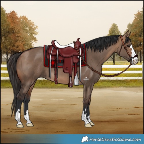 Horse Color:Bay Dun 