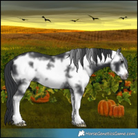 Horse Color:Black Sabino Frame 