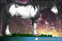 Horse Color:Black Sabino Frame 