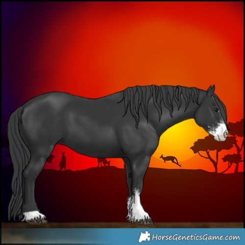 Horse Color:Black Sabino 