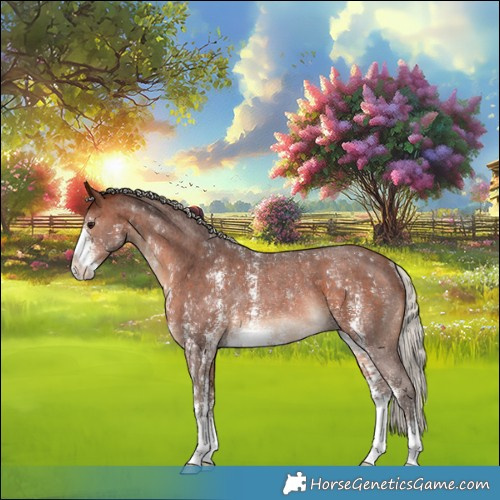 Horse Color:Silver Brown Sabino Rabicano 
