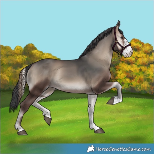 Horse Color:Blue Onyx Sabino Rabicano 