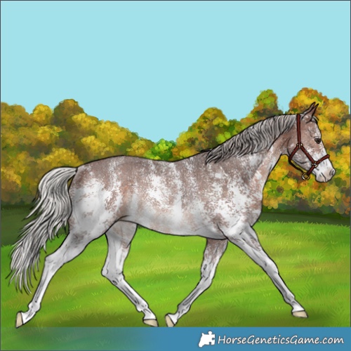 Horse Color:Silver Brown Sabino Rabicano 