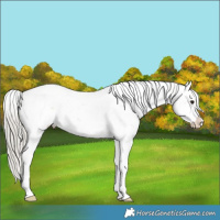 Horse Color:Silver Buckskin Sabino 