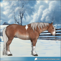 Horse Color:Silver Black Sabino Tobiano Rabicano 