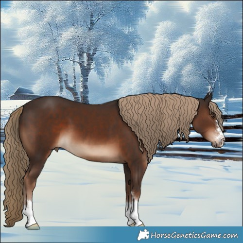Horse Color:Liver Chestnut 