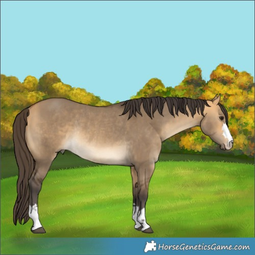 Horse Color:Buckskin Dun Rabicano 