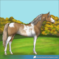 Horse Color:Chocolate Palomino Dun Tobiano Rabicano